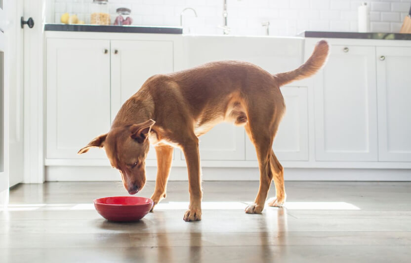 собака смотрит на полную миску